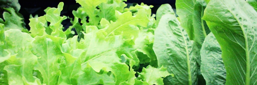 Täglich mehr Blattgrün und Salat essen